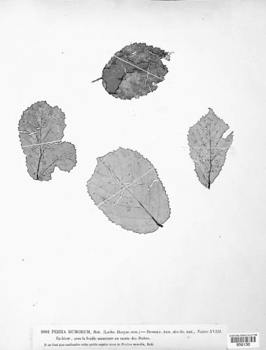Brunnipila dumorum image